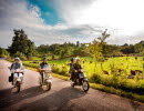 Three mopeds driving on a road with cows in the pasture next to it.