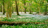 Forest where the ground is full of blooming ramson. An old fallen tree laying among the ramson.