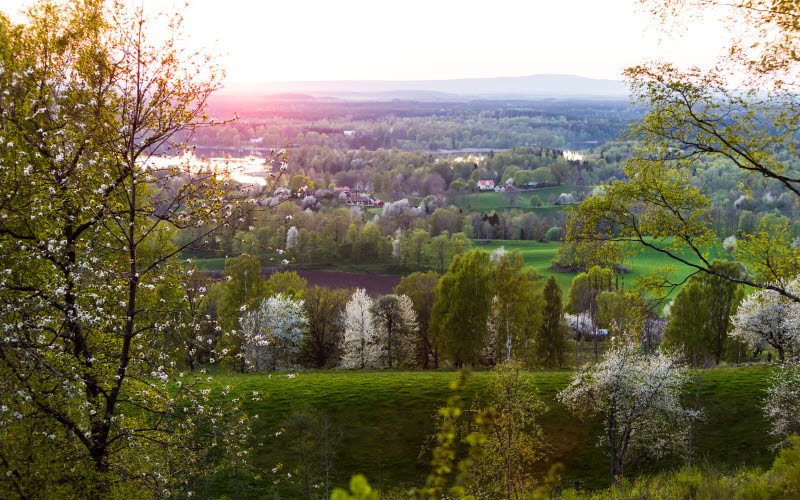 Utsikt över Vallebygden där du ser både grönskande träd och vita blommande körsbärsträd.