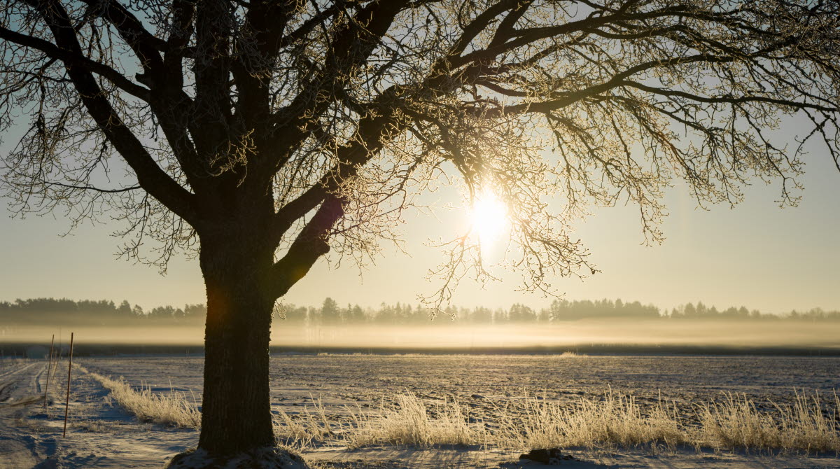 Snö på på marken, ett träd och solen som lyser.
