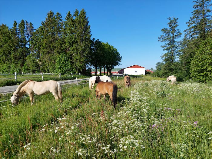 Melleruds Ridklubb