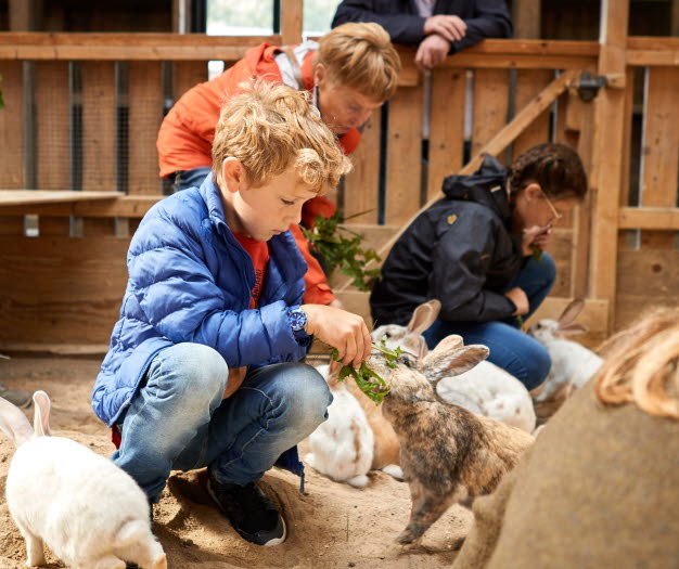 9 Höstlovspaket med djur och natur