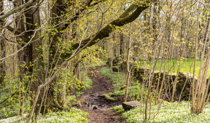 En bild på natur där bladen på träden just slagit ut och vitsipporna blommar längs en stemur