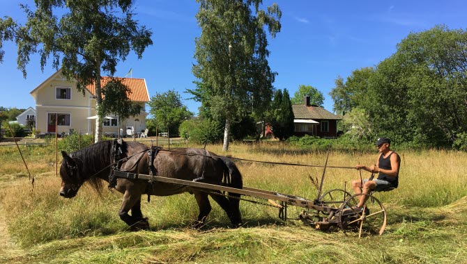 Hästslåtter på äng i Hjo.
