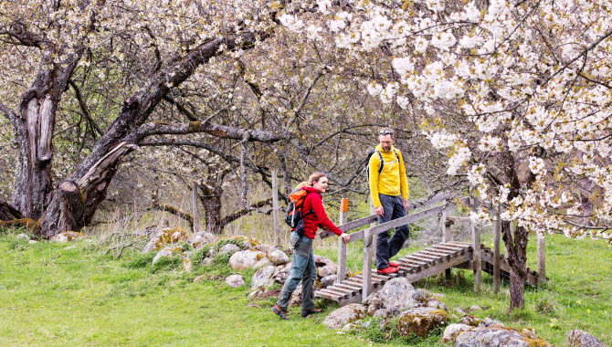 Par vandrar mellan blommande hagar