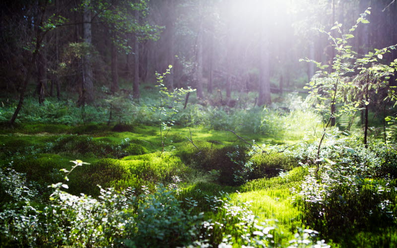 The nature of Dalsland