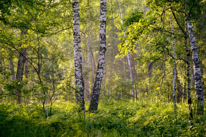 Östra Sannorna