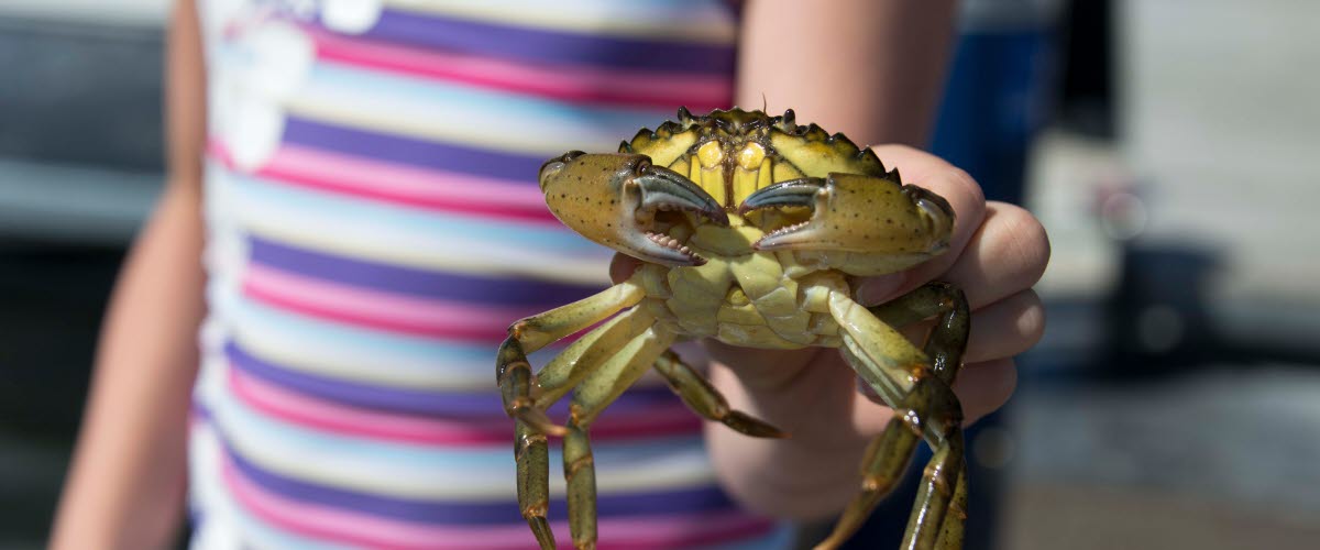 A child holding a crab.