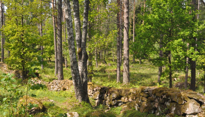 Algutstorp vandringsleder