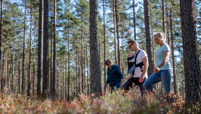 Two parents with a baby and a child walk in the woods at Hökensås.