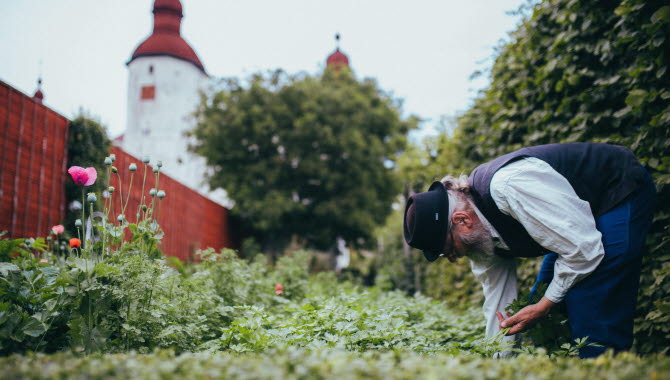 An older man doing gardening at Läckö castle garden