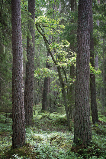 Björnön