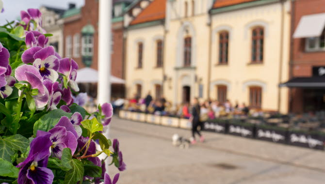 I förgrunden syns lila penséer som strålar mot solen. I backgrunden syns Skövdes gamla rådhus.