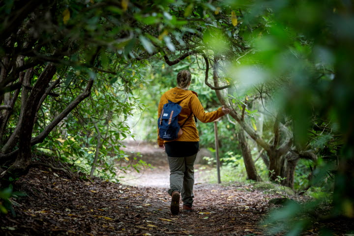 Woman in a yellow jacket walks along a leafy forest path surrounded by green rhododendron bushes