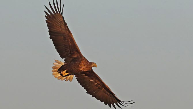 Havsörn som flyger i luften.