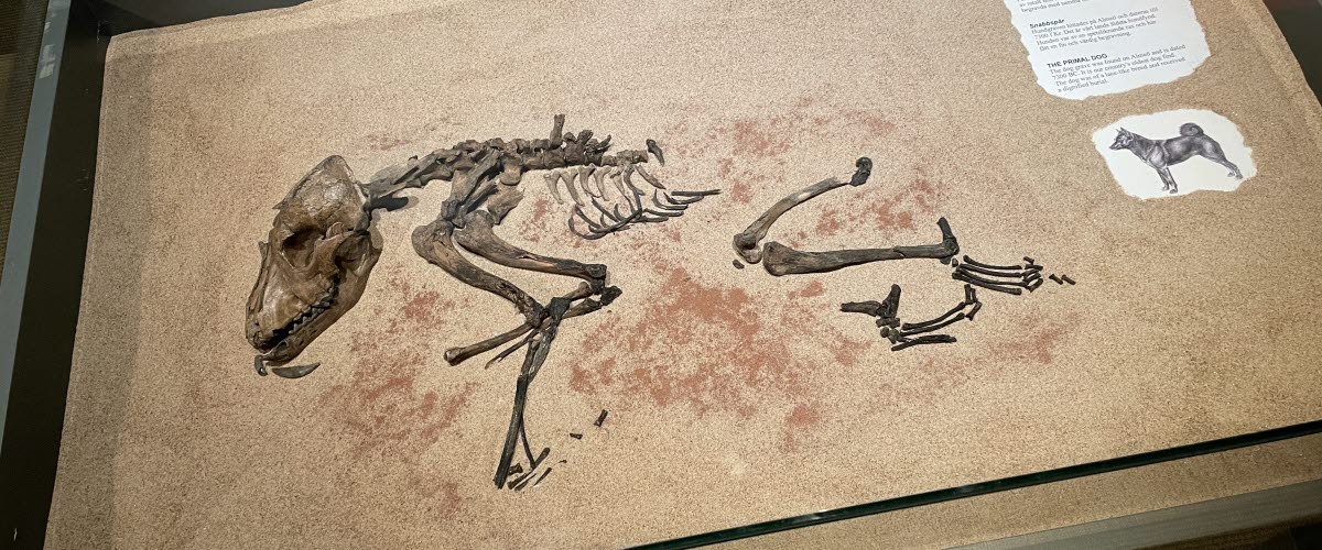 En monter som visar ett gammalt skelett av en hund.