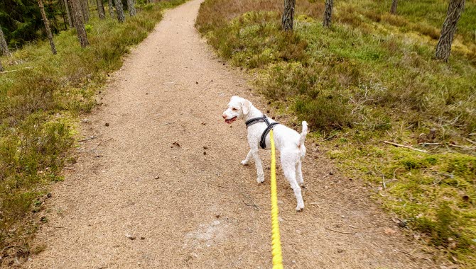 Vit hund i koppel går på Hökensås.