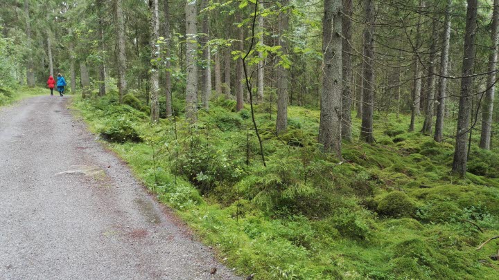 Rönnåsenleden