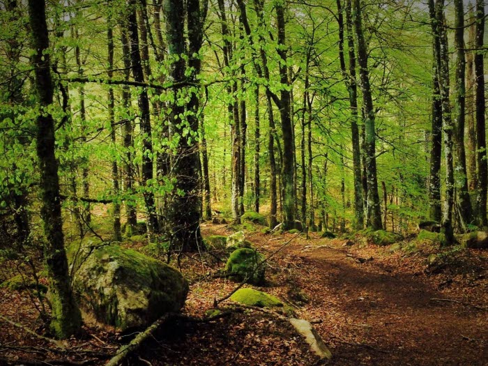 FJÄLLASTIGEN