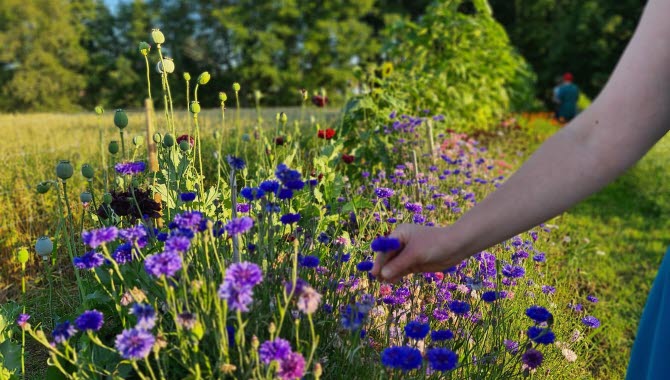 Självplock av blommor vid Sänneryd Trädgård utanför Hjo.