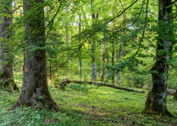 En bild på en grön skog.