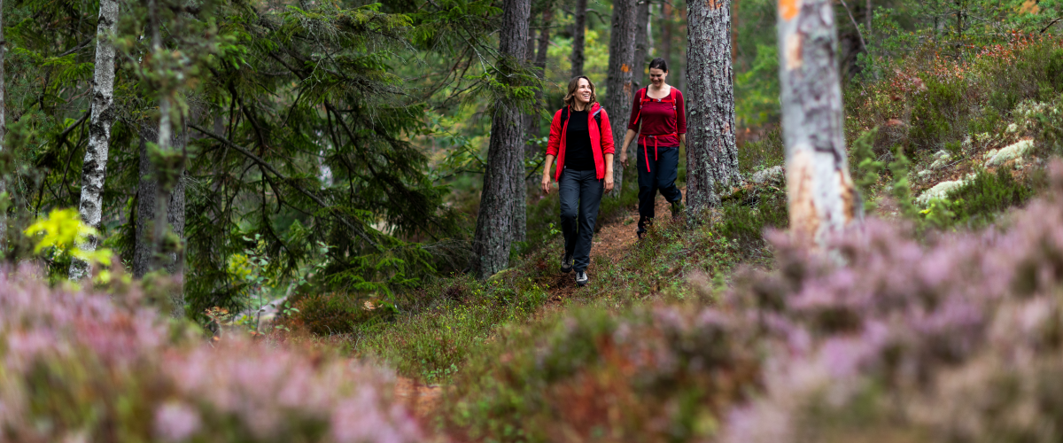 två personer vandrar i skog