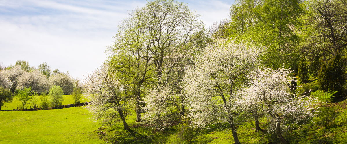 Beautiful spring landscape over a pasture with grazing cows and flowering cherry trees.