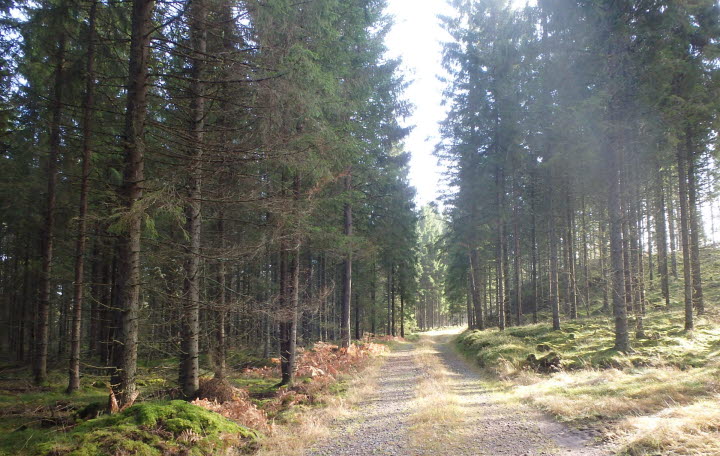 Kindaholmsturen