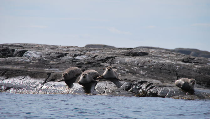 Sälar som ligger på klippor