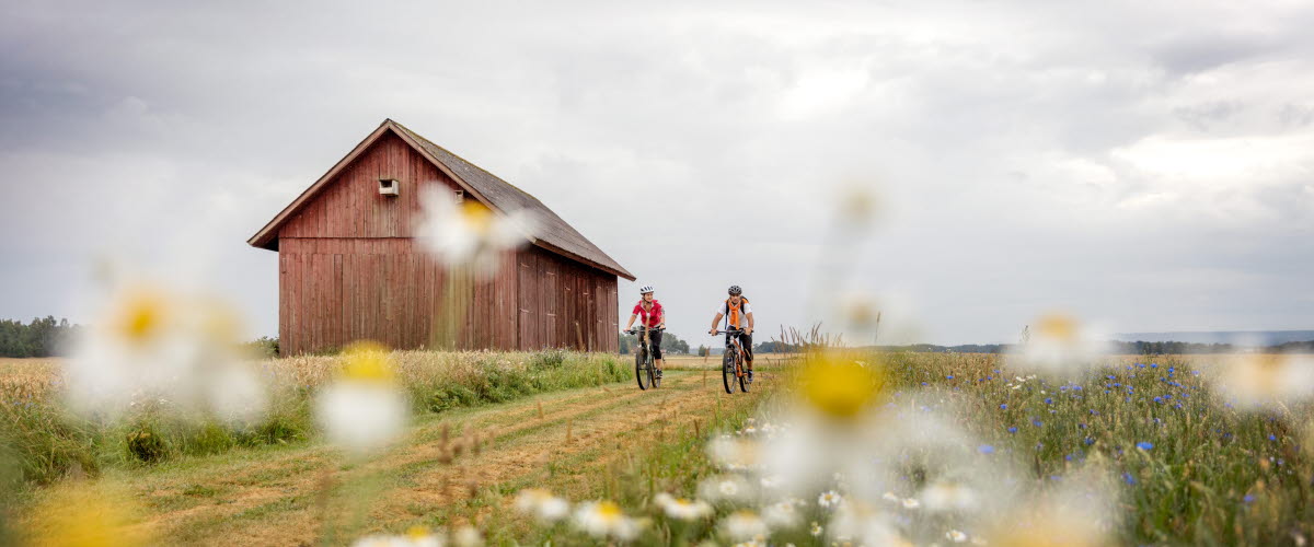 Två personer cyklar på en väg omgivna av fält och blommor