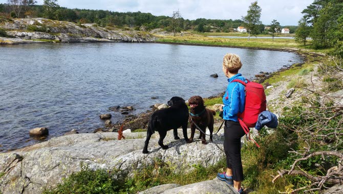 Två hundar vid havet