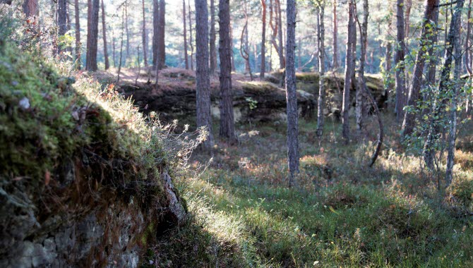 Mossklädd bergsklippa omgiven av tallskog
