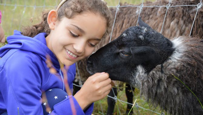 En flicka som gosar med ett får