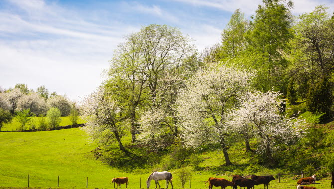 Naturreservatet Lycke Lilla Höjen i Valle